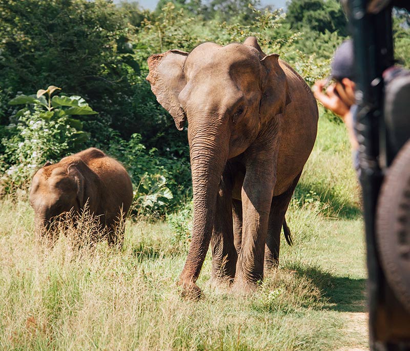 Uda Walawe Elephant Adventure