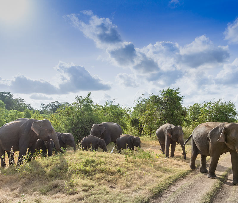 Uda Walawe Elephant Adventure