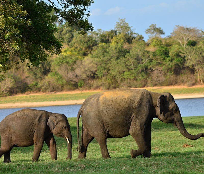 Uda Walawe Elephant Adventure