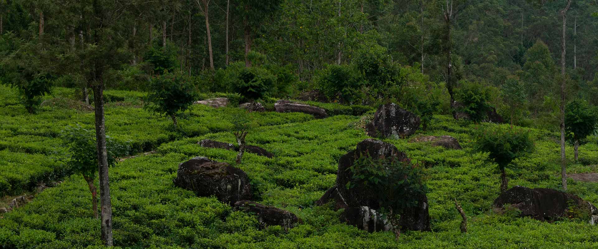 “Virgin White Tea” Estate Tour