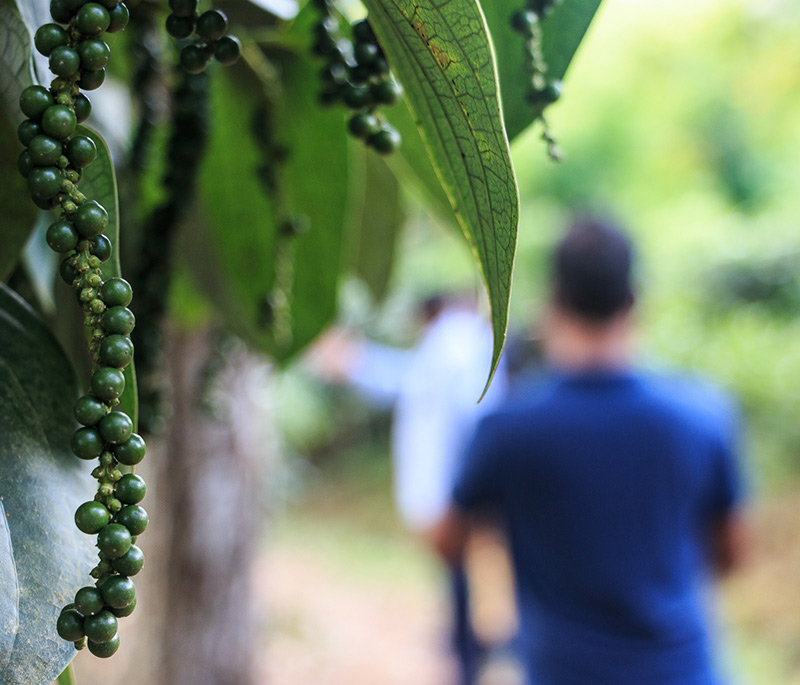 “Virgin White Tea” Estate Tour