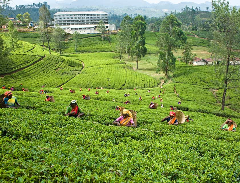 Ceylon Tea Trails Ranked No.1 in World’s Best Resorts: Rest of Asia by Condé Nast Traveller 2024