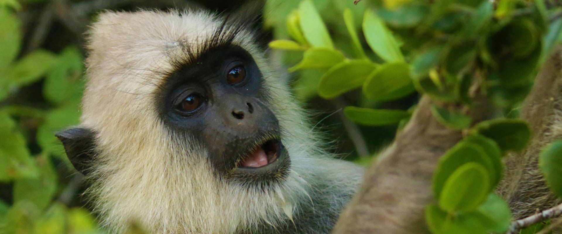 The Curious Behaviour of Grey Langurs