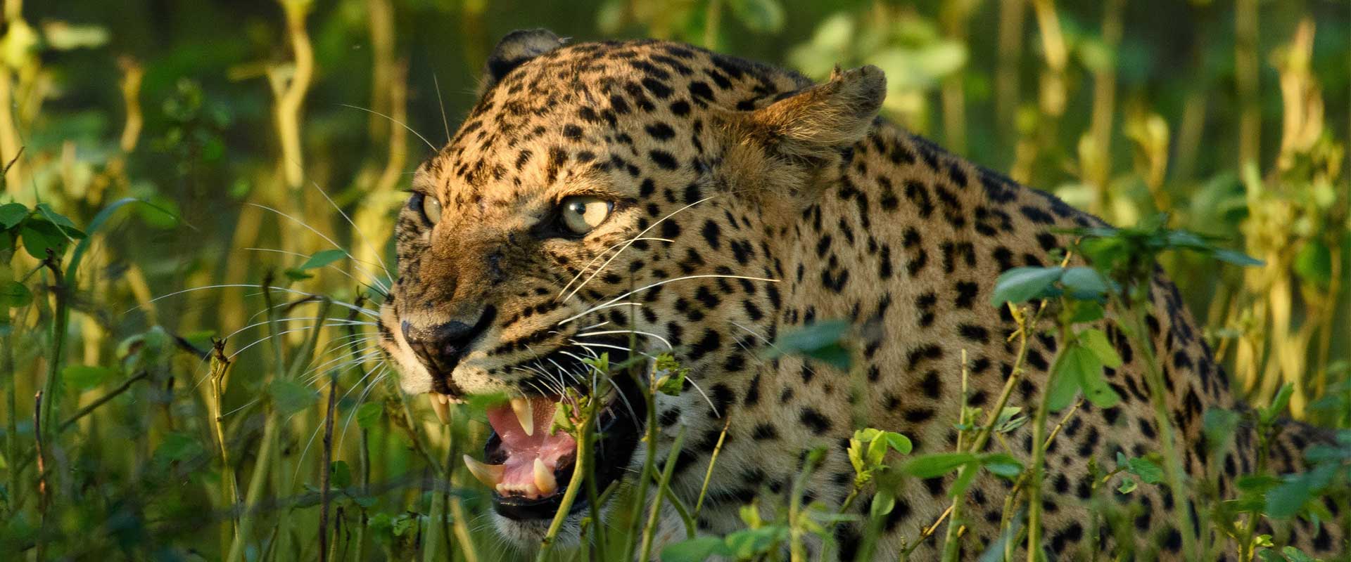 Leopard Research Centre, Yala