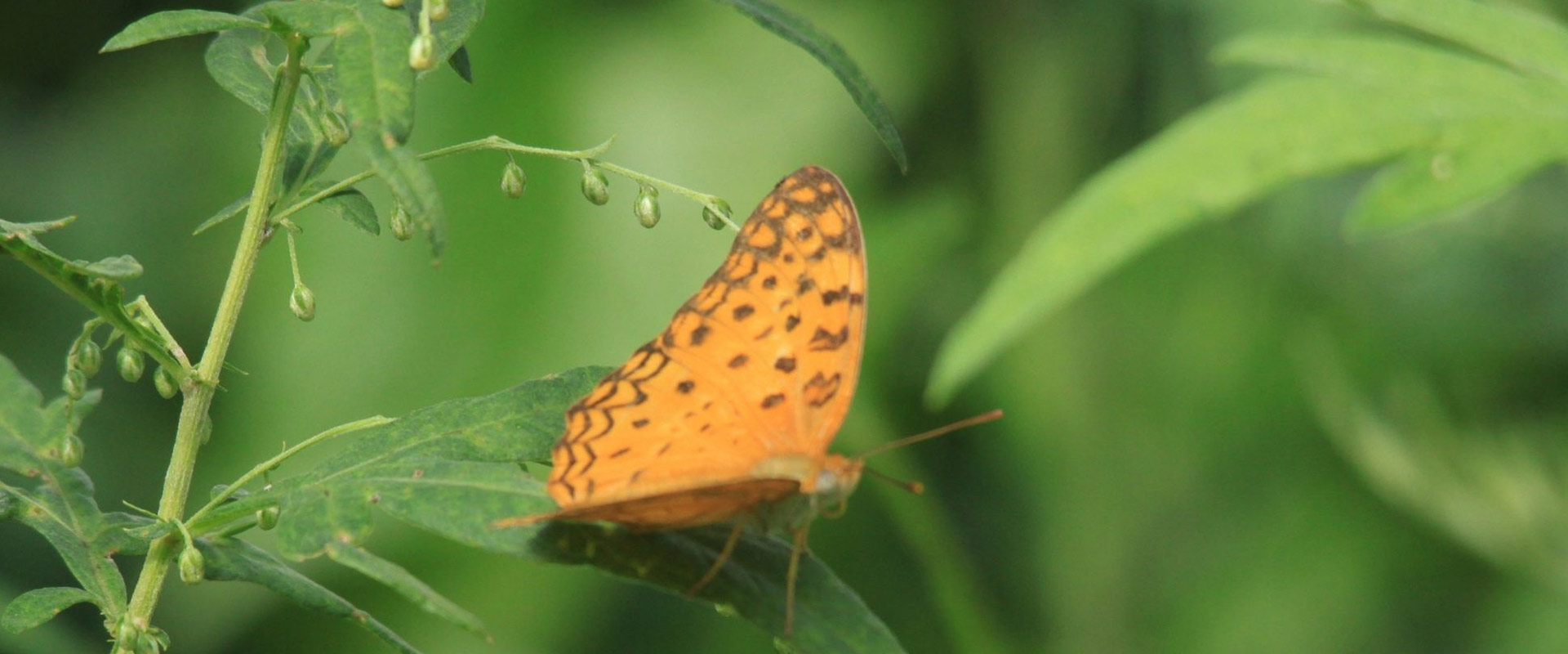 Faunal Diversity at Ceylon Tea Trails