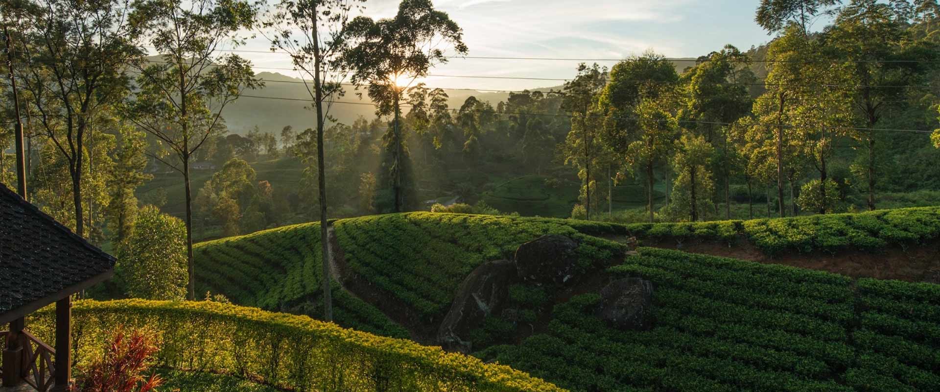 A life devoted to tea and kindness : Merrill J. Fernando