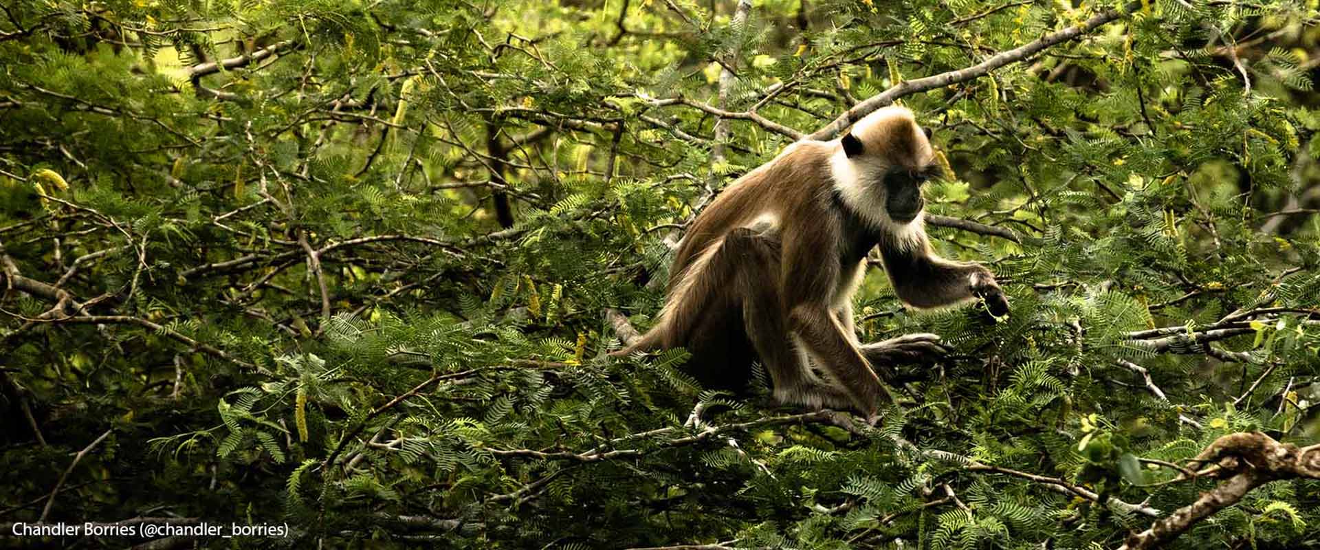 Monkeying Around: Introduction to the Primates of Yala