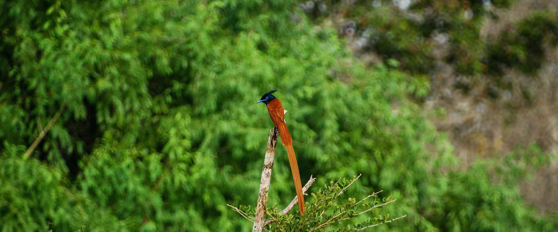 Migrant Birds of Sri Lanka