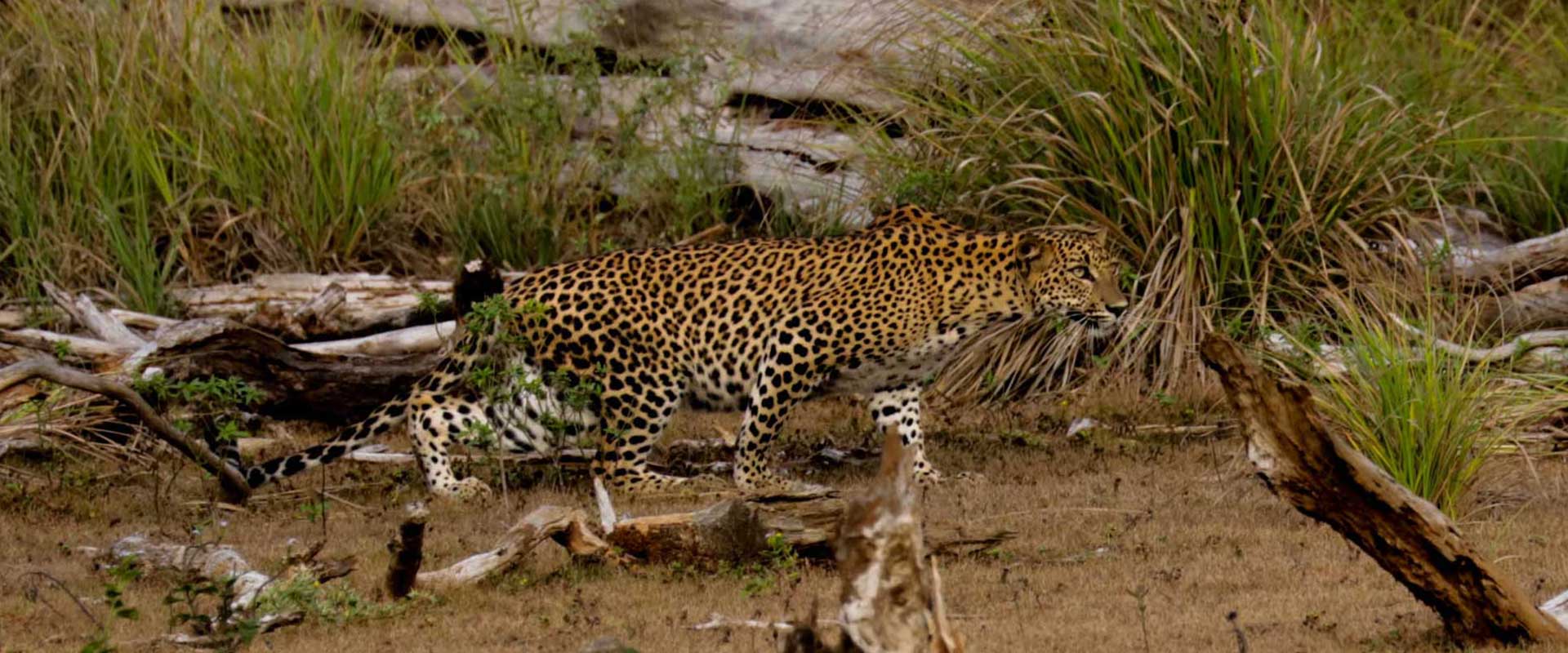 Safari Anecdotes: 3 Cubs Go In For a Kill