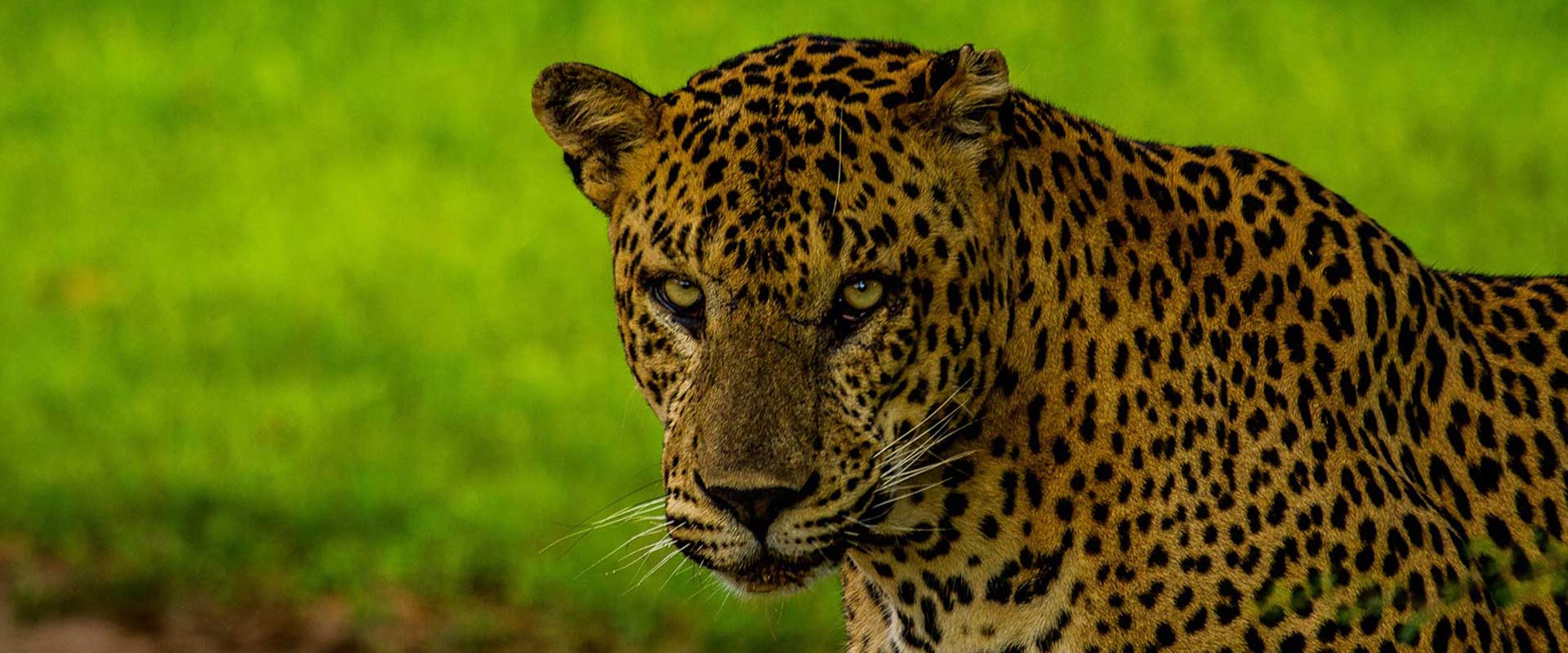 Yala’s Leopard Personalities (Part 1)