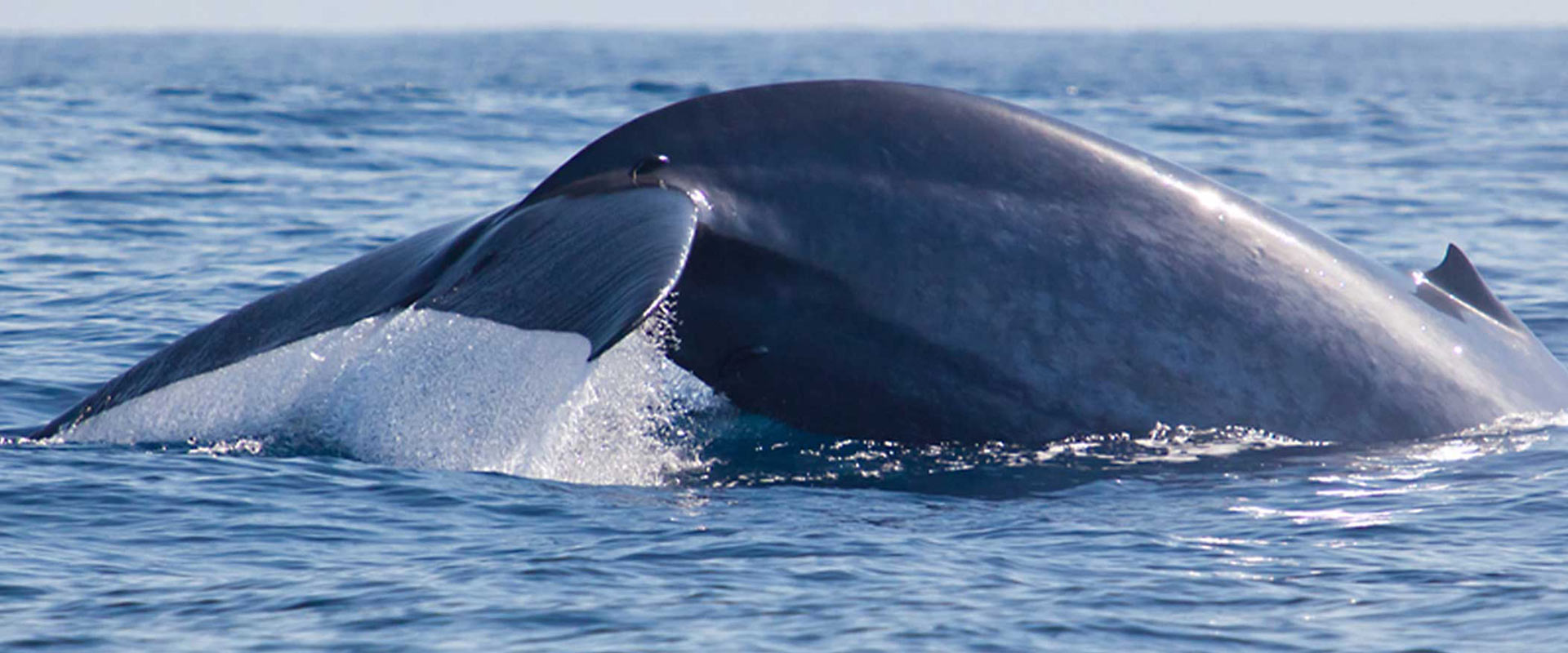 We were only there for one purpose. To see Whales.