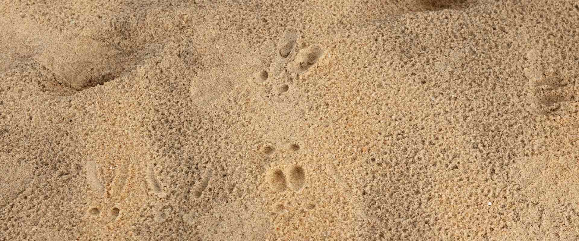 Five Ways to Identify Animal Tracks