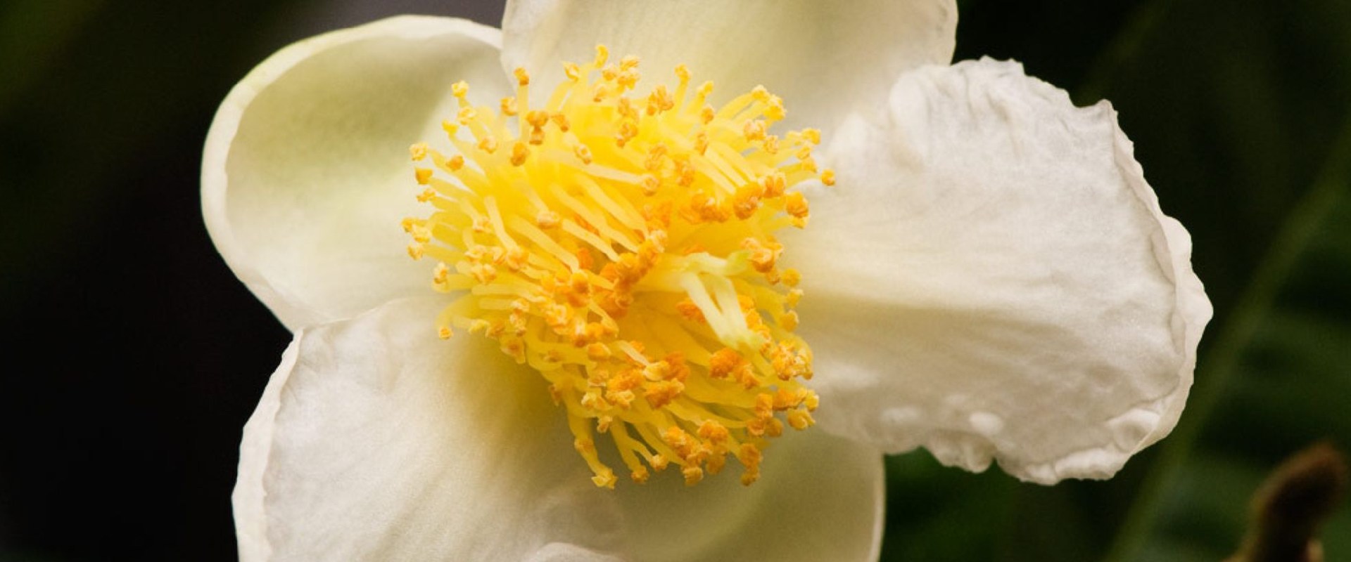 Tea and Opium: Liquid Jade and the Fruit of the Poppy