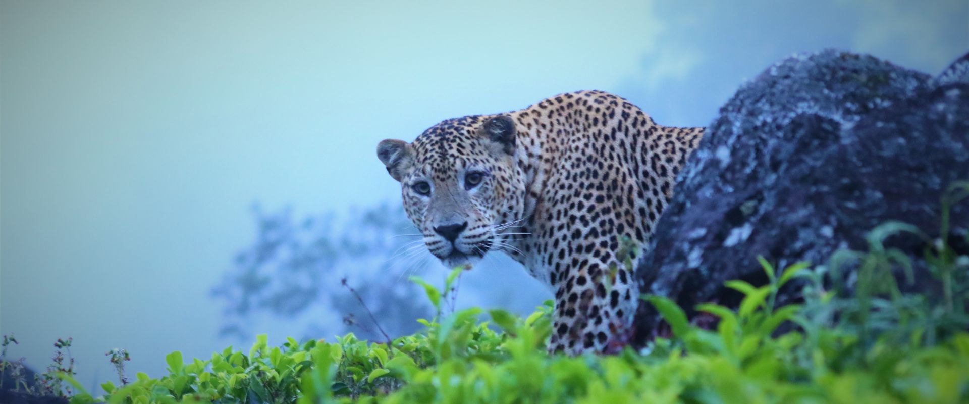 Amidst the Tea Where the Leopards Still Roam