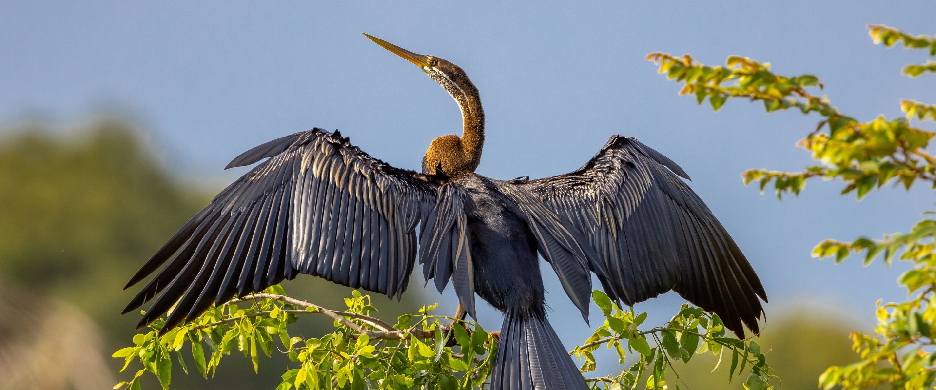 Birding in Sri Lanka | The Bundala Edition