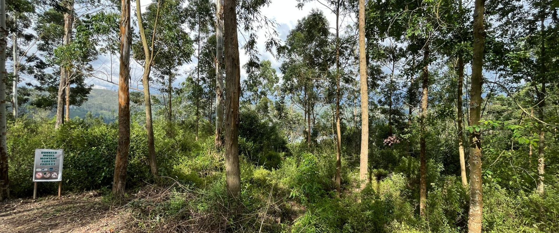 Restoring Ecosystems | Dunkeld Model Montane Forest