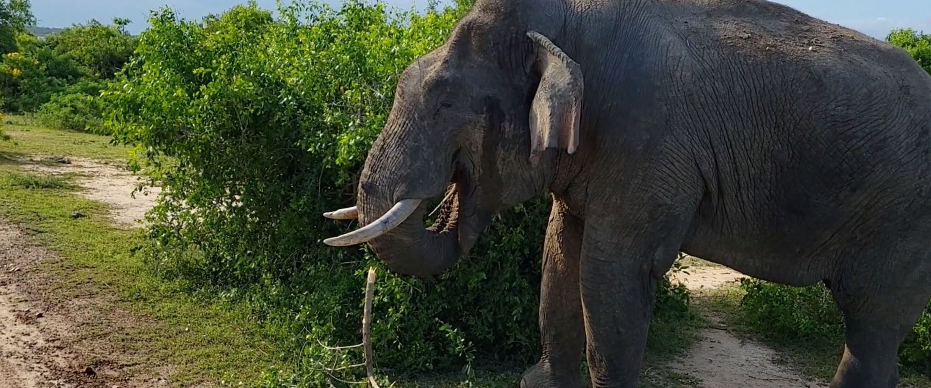 Do Elephants Brush Their Teeth?