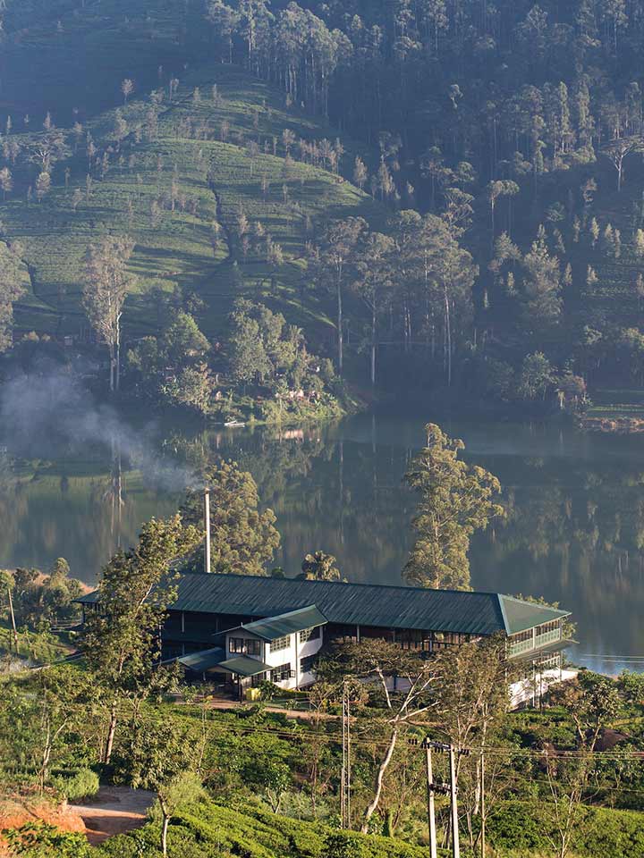 History of Ceylon Tea