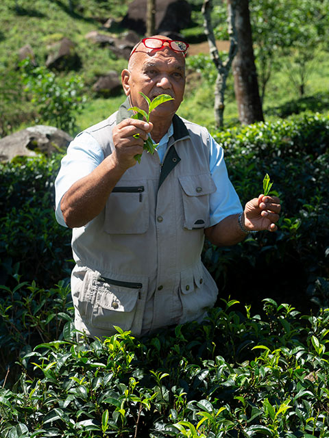 History of Ceylon Tea