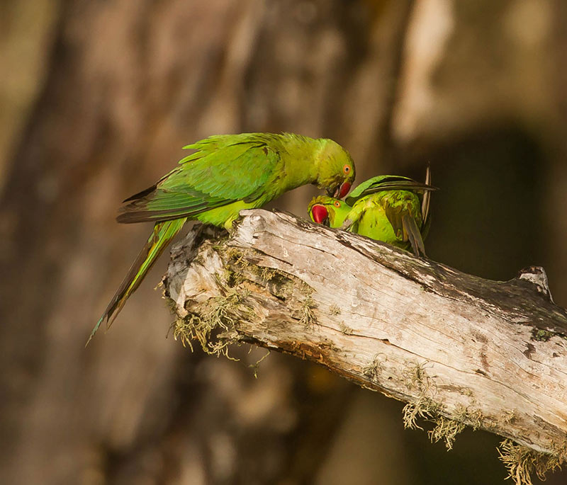 Birding Experience at Bundala National Park