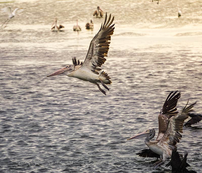 Birding Experience at Bundala National Park