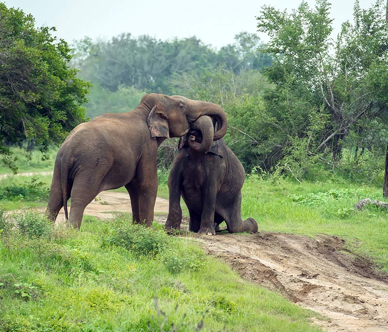 Uda Walawe Elephant Adventure