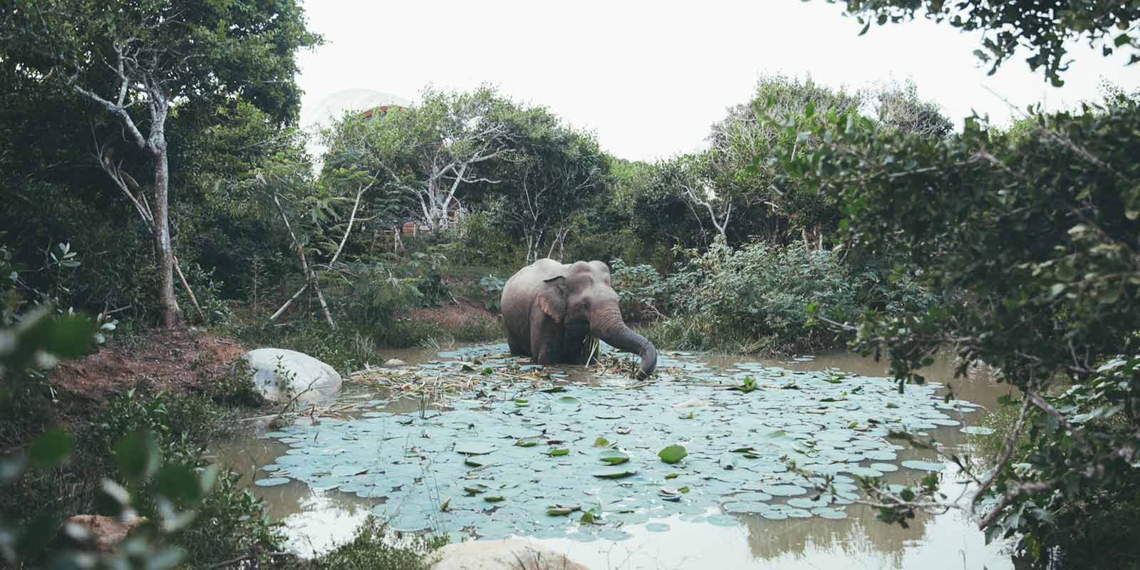 Watering Holes