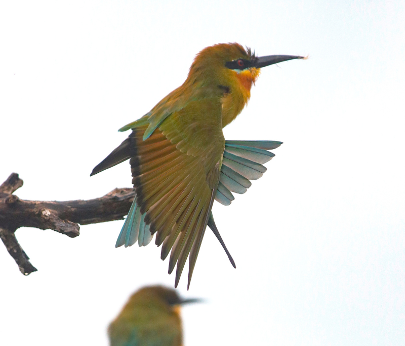 Birding Experience at Bundala National Park