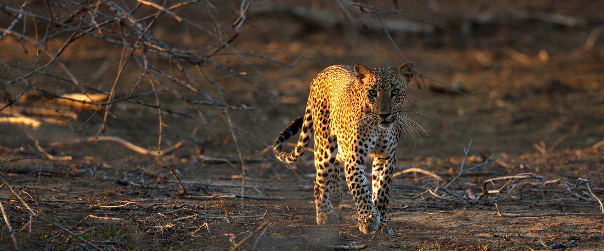 Yala National Park