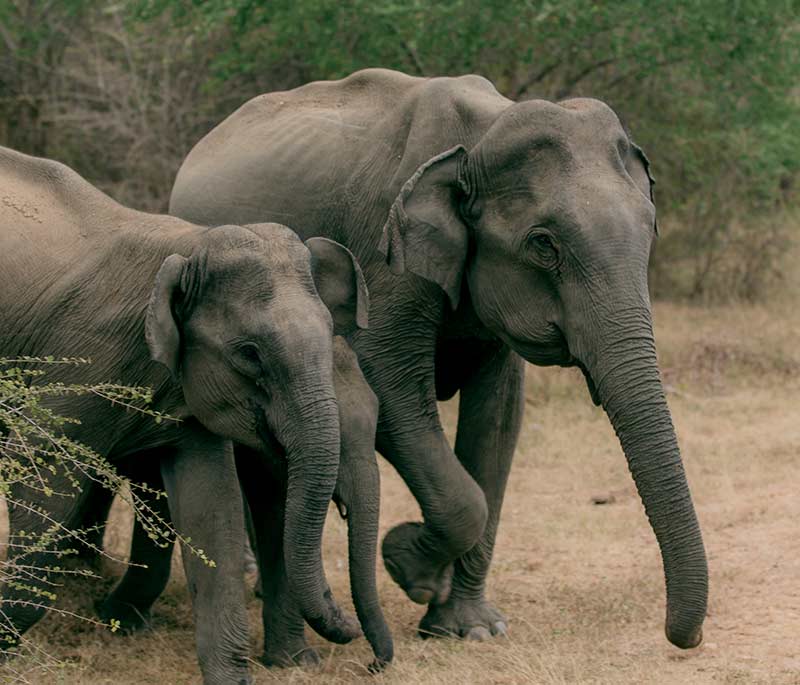 Yala National Park