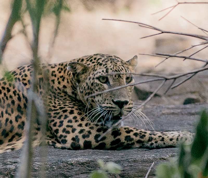 Yala National Park