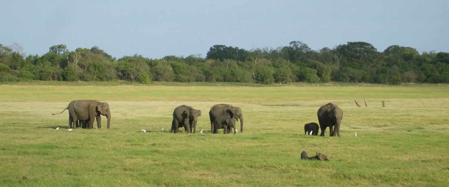 Yala National Park