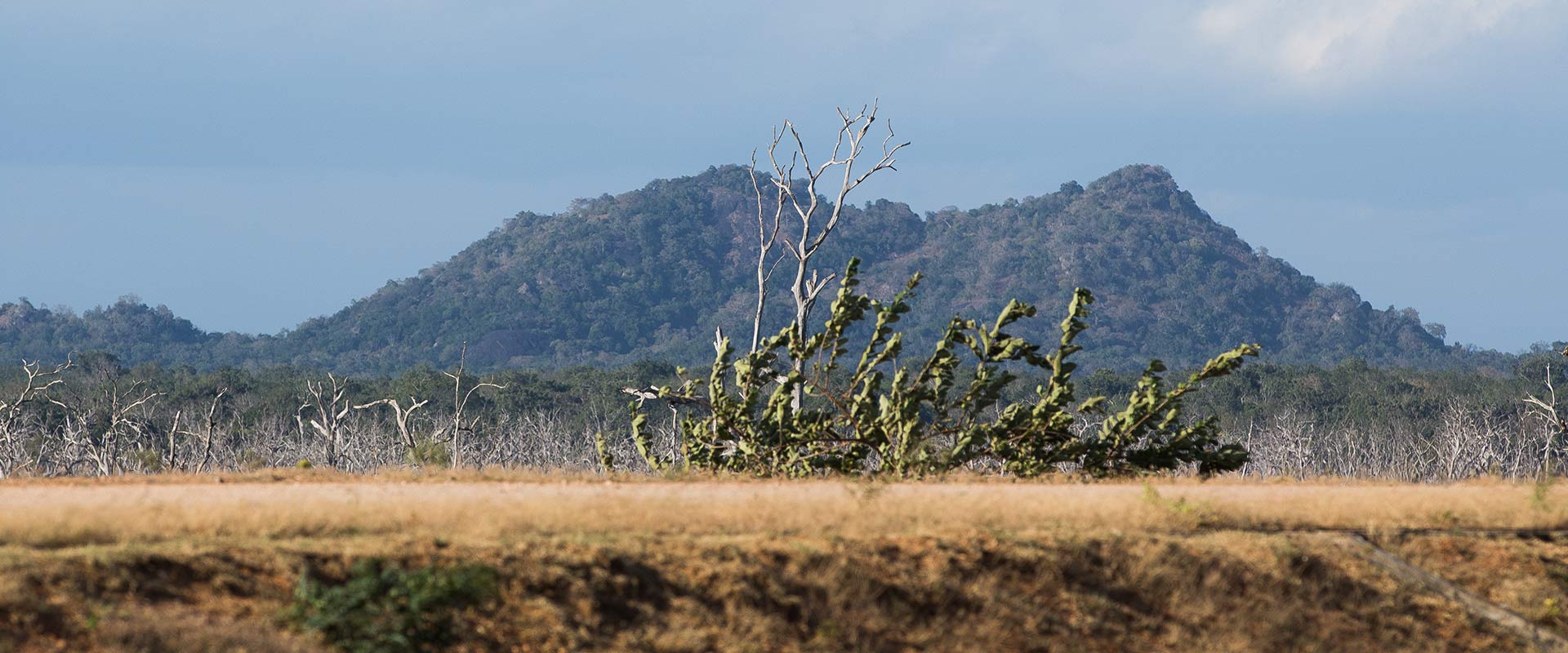 Birding Experience at Bundala National Park