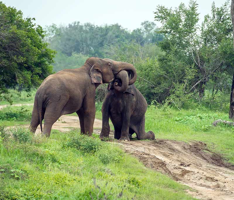 Udawalawe