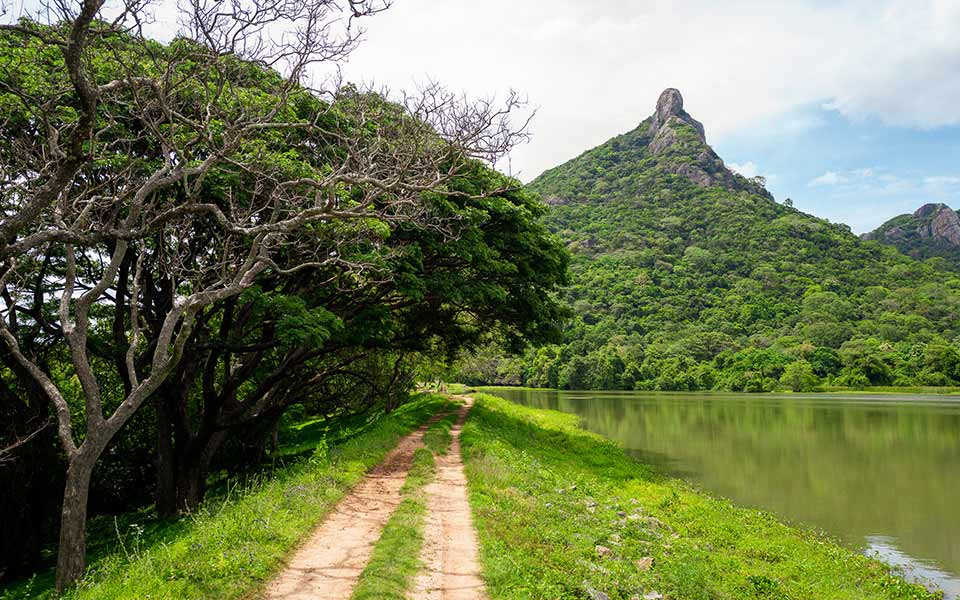 Canopy Lodge, Sigiriya